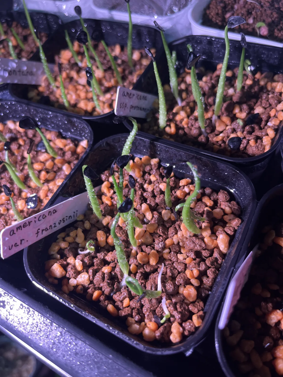 Agave americana var. franzosinii (アガベ フランゾシニー)