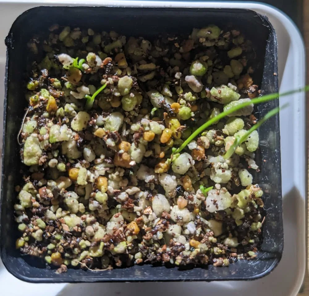 Dasylirion serratifolium (ダシリリオン セラティフォリウム)