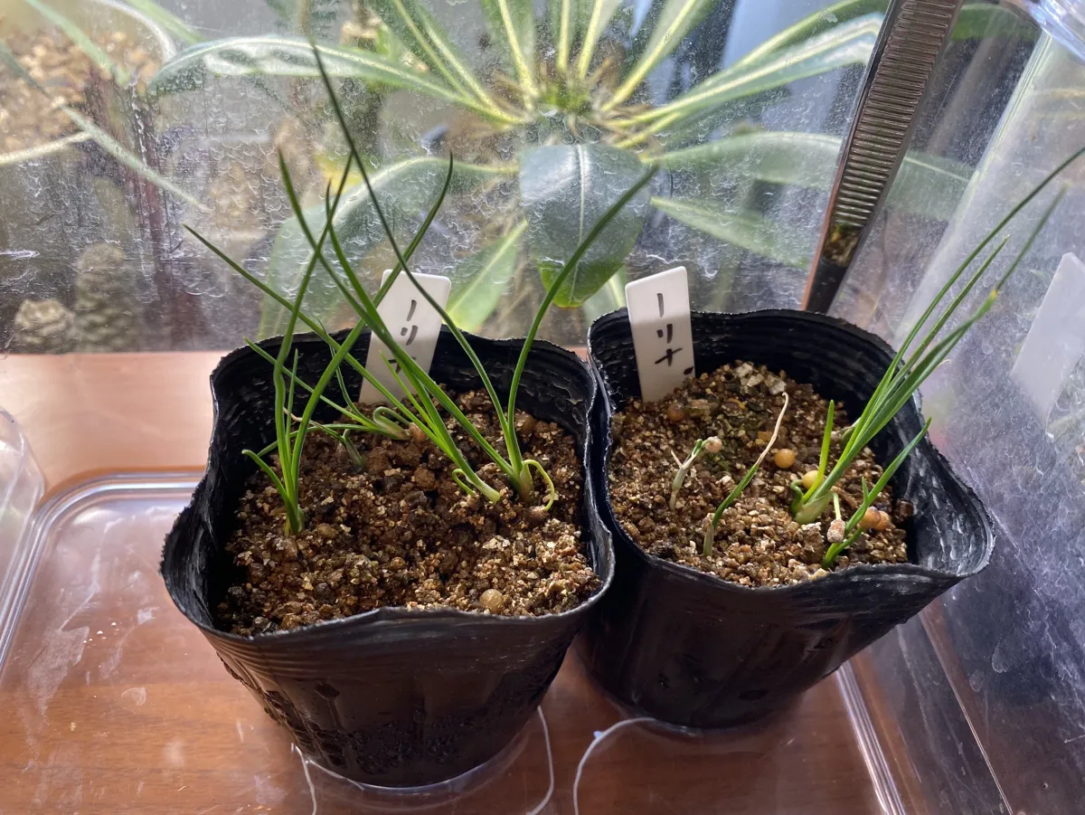 Nolina nelsonii (ノリナ ネルソニー)