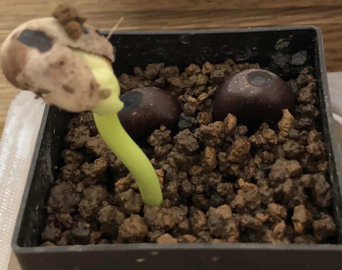 Adansonia digitata (アダンソニア（バオバブ） ディギタータ)