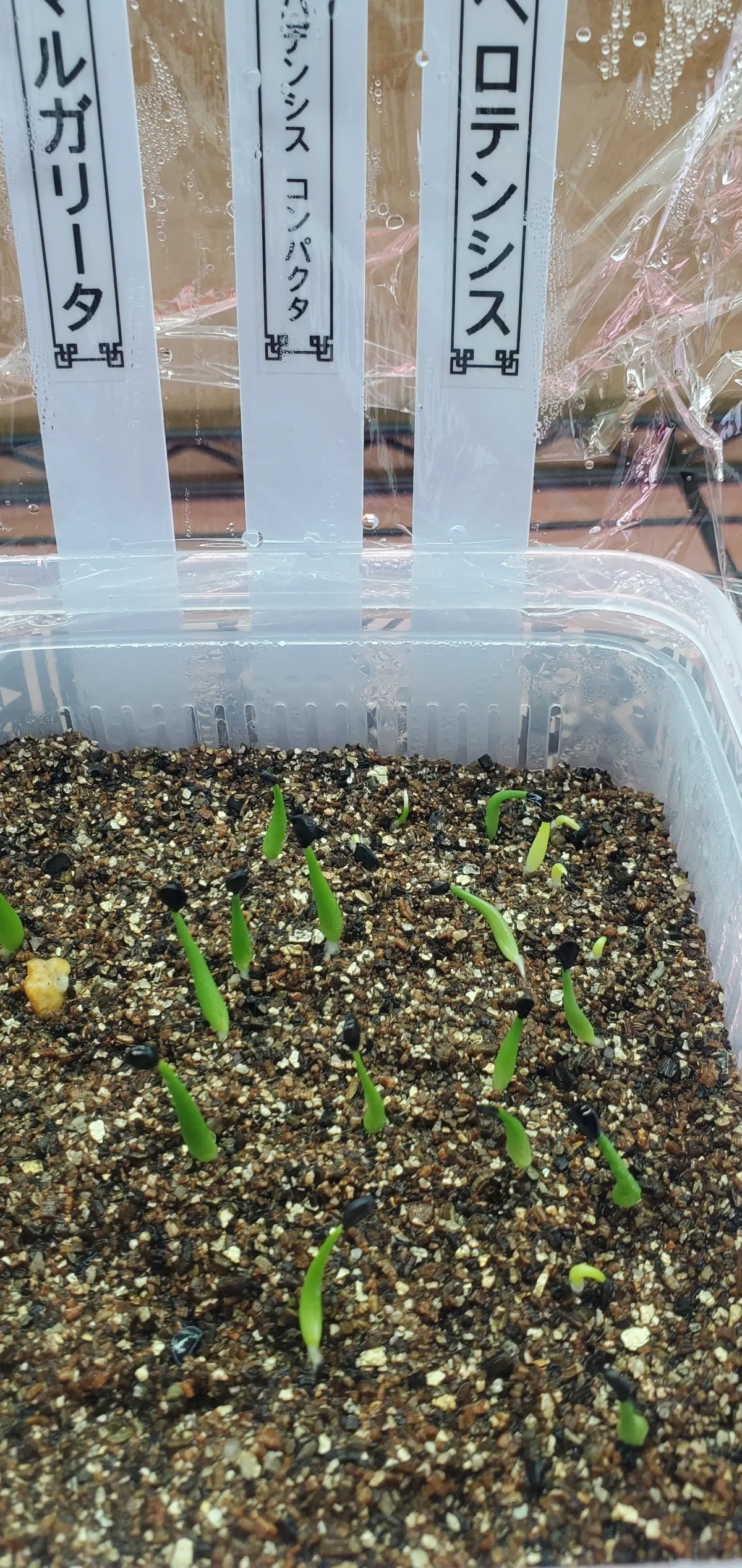 Agave utahensis var. nevadensis 'Compacta' (アガベ ネバデンシス コンパクタ)