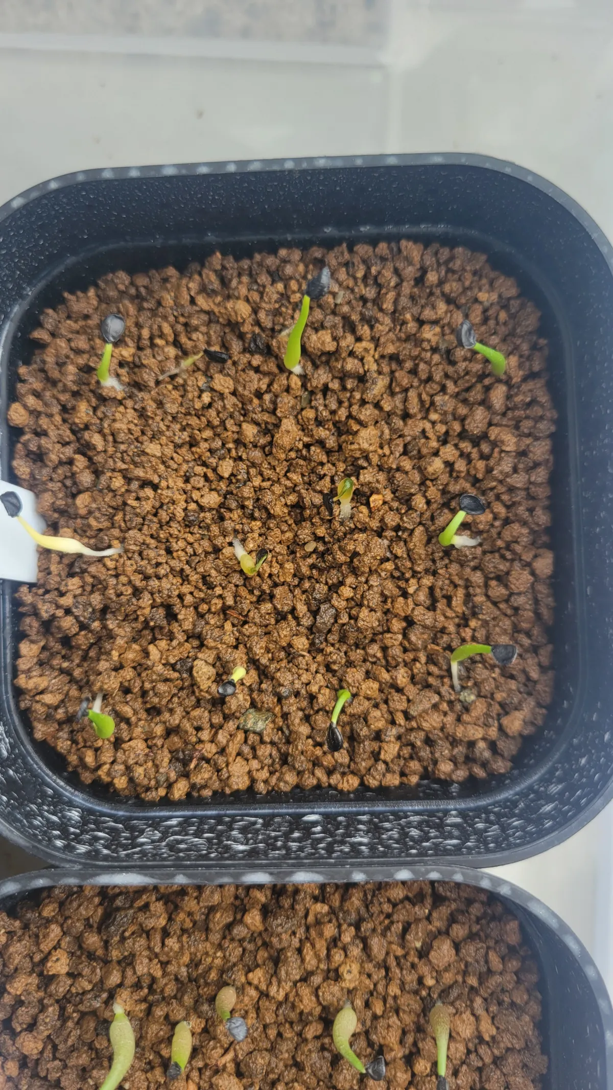 Agave utahensis ssp. utahensis 'Compacta' (アガベ ユタエンシスコンパクタ)