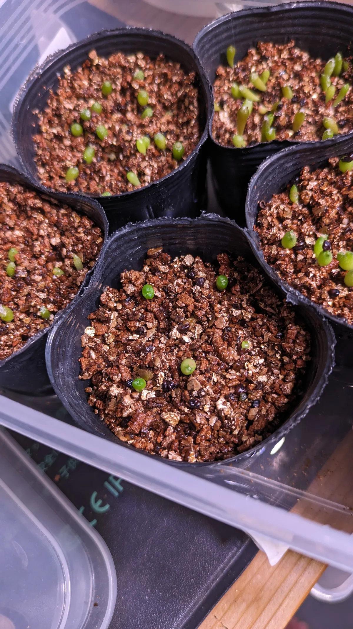 Astrophytum asterias (アストロフィツム スーパー兜)