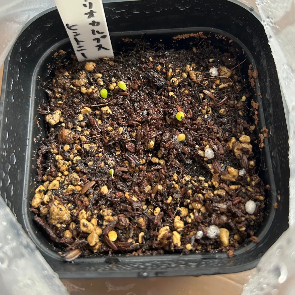 Ariocarpus fissuratus var. hintonii (アリオカルプス ヒントニー 亀甲牡丹)