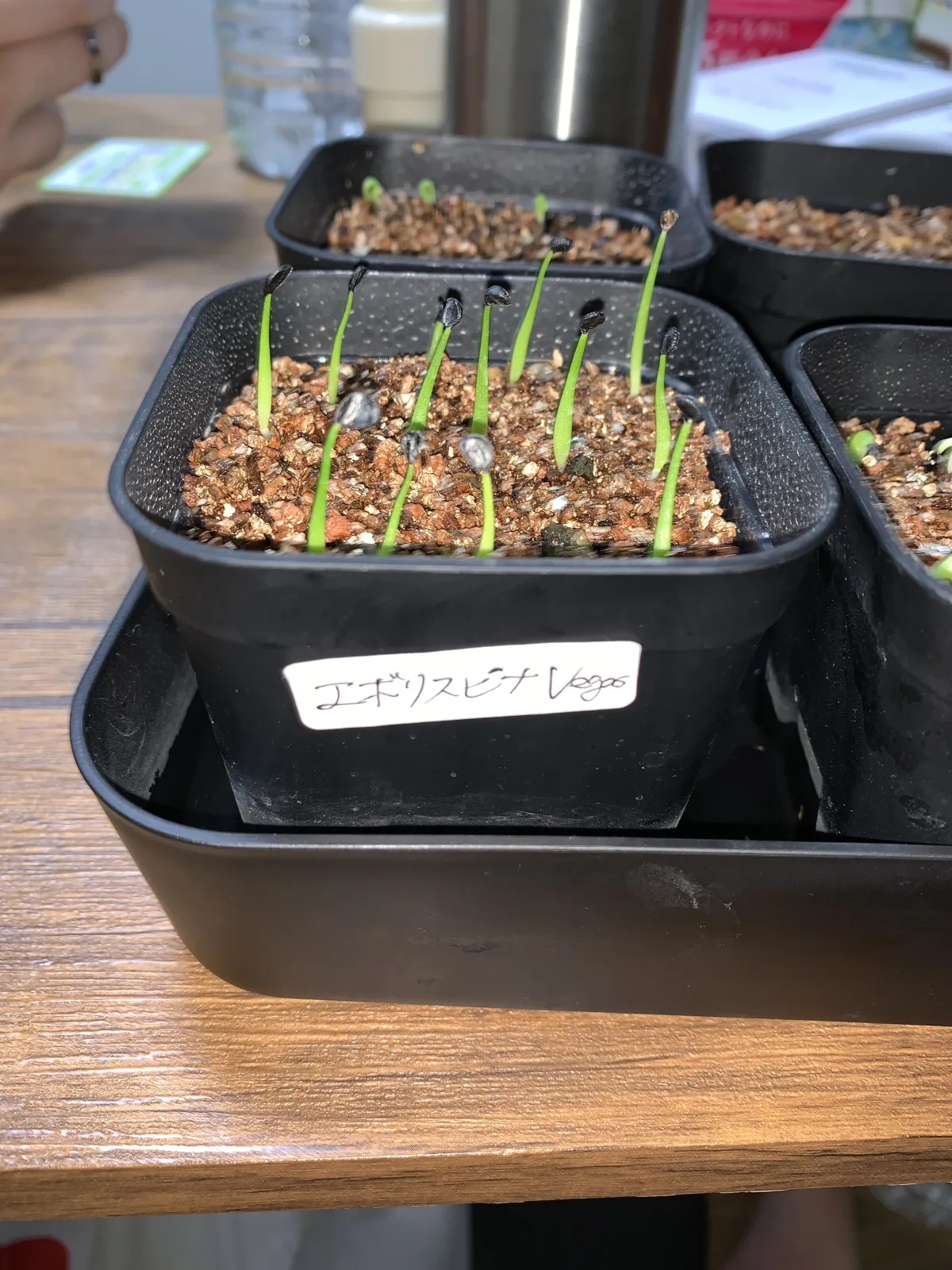 Agave utahensis var. eborispina 'Vegas' (アガベ エボリスピナ ヴェガス)