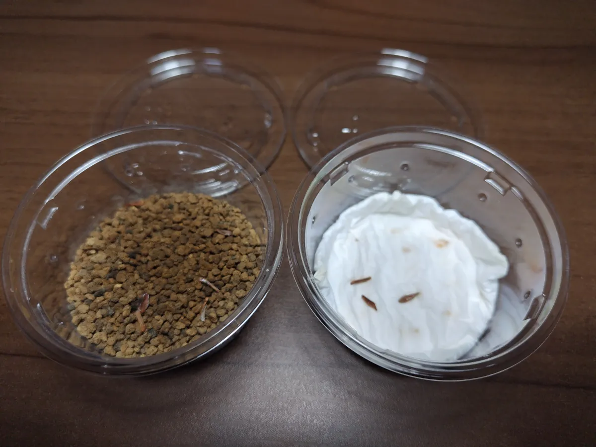 [無料種子] 発芽難 パキポディウム グラキリス　 Pachypodium rosulatum var. gracilius