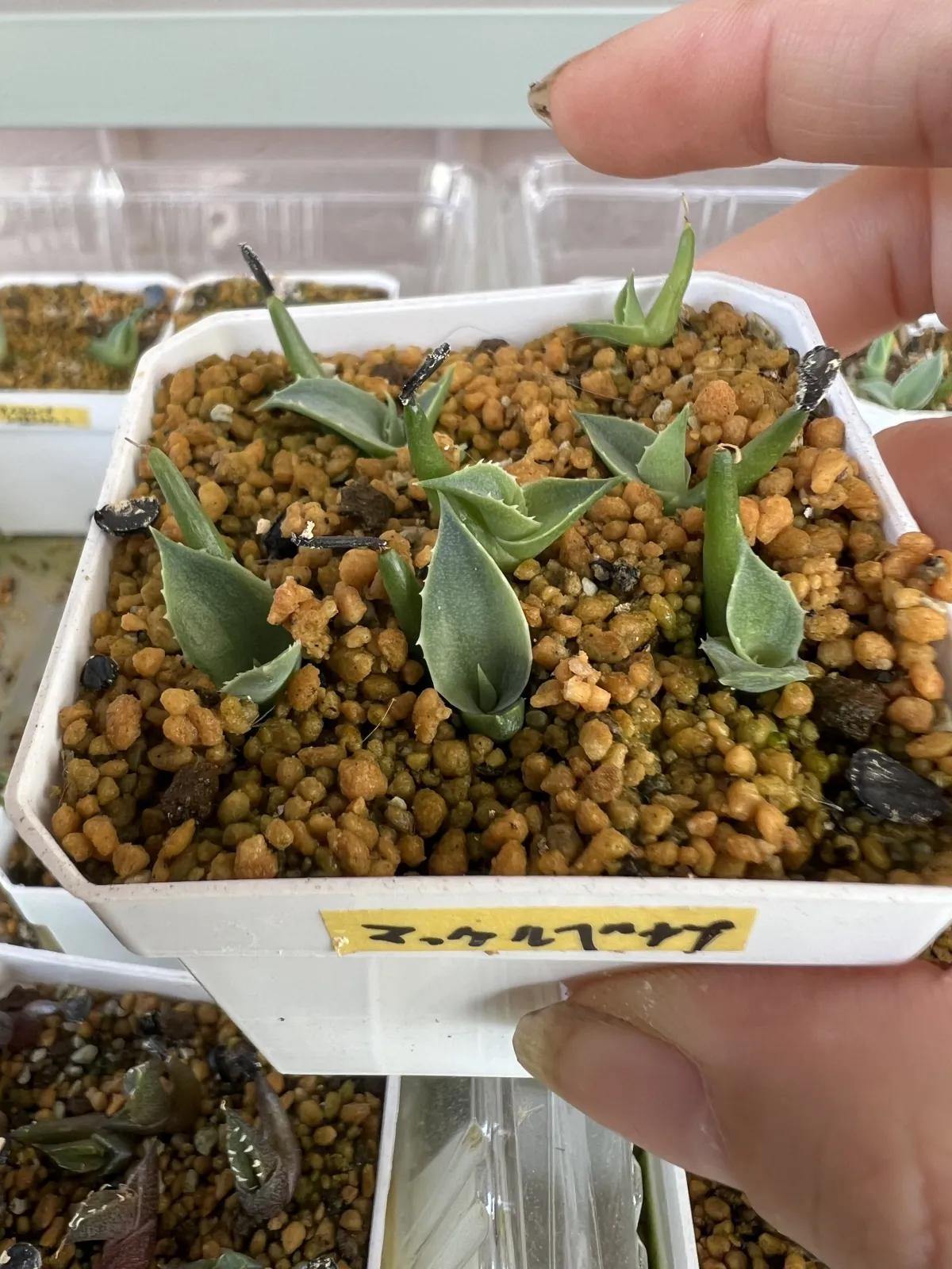 Agave mckelveyana (アガベ マッケルベヤナ)