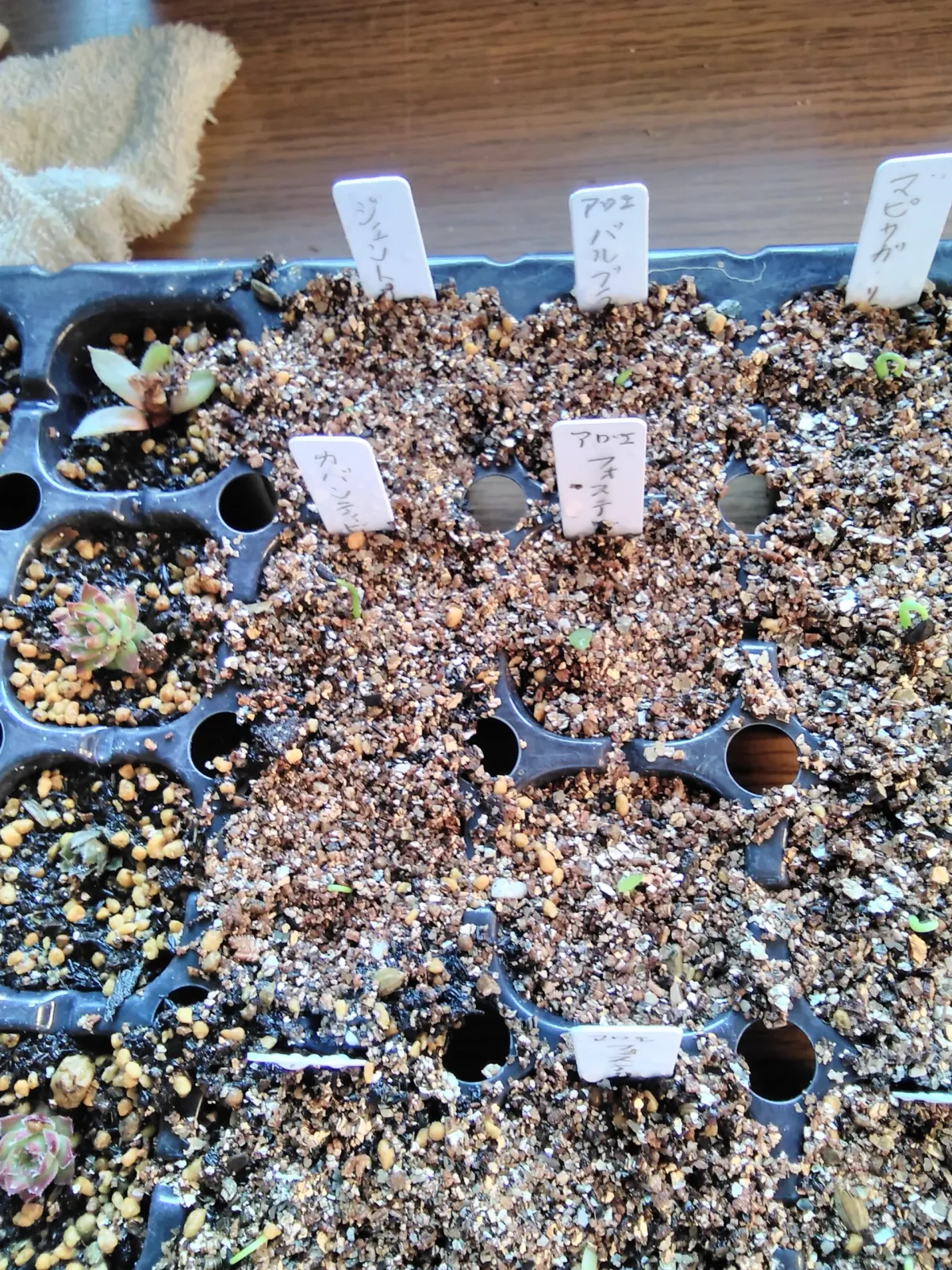 Aloe fosteri (アロエ フォステリ)