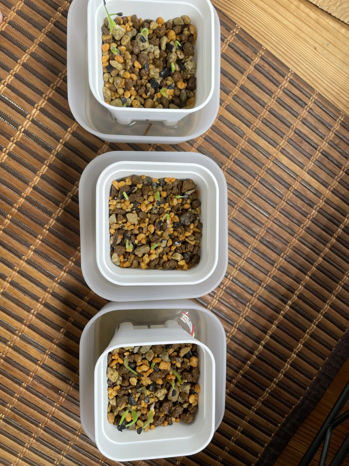 Agave horrida ssp. horrida (アガベ ホリダ)