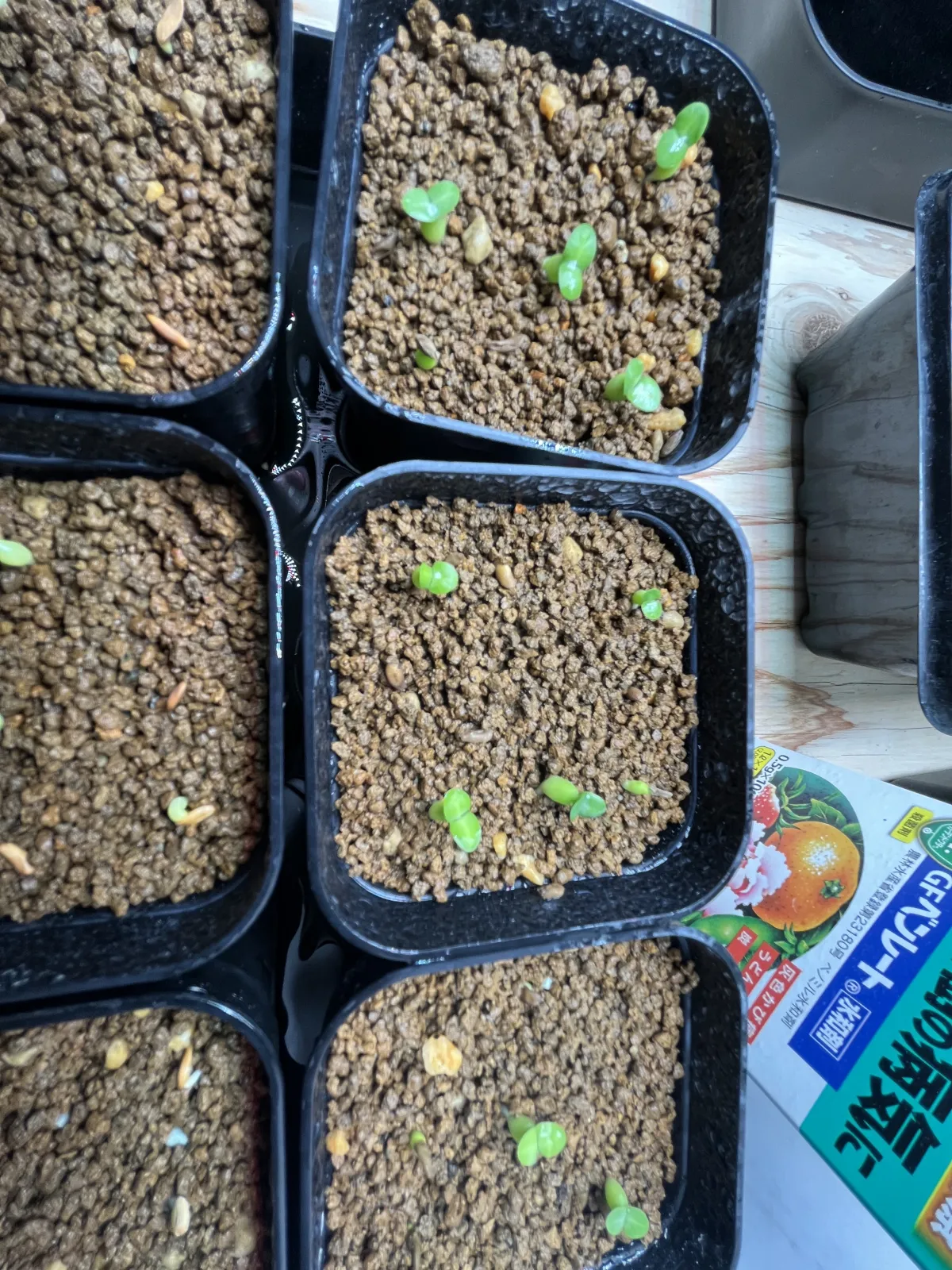 Pachypodium rosulatum var. eburneum (パキポディウム エブレネウム)