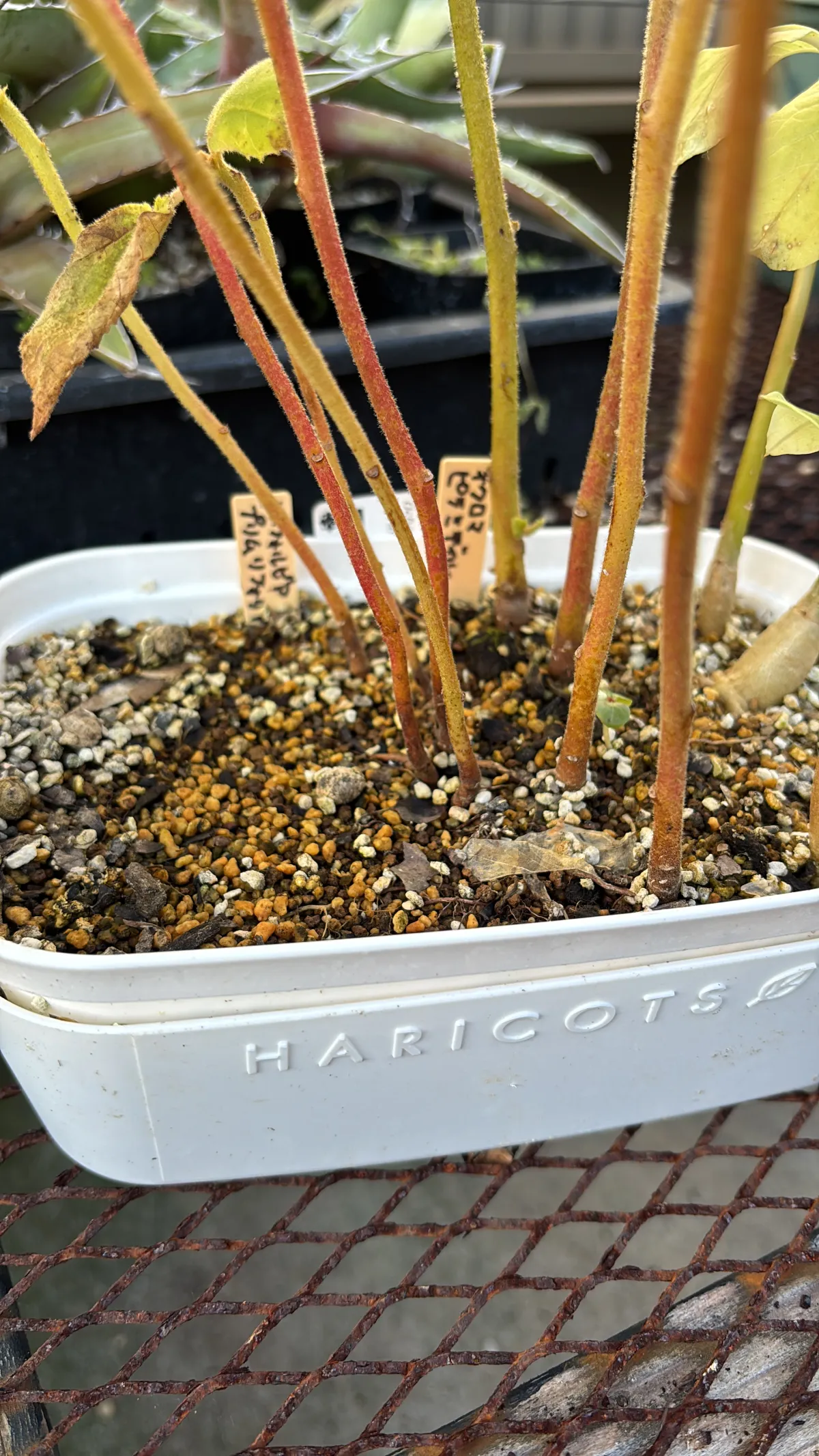 Ochroma pyramidale (オクロマ ピラミデイル)