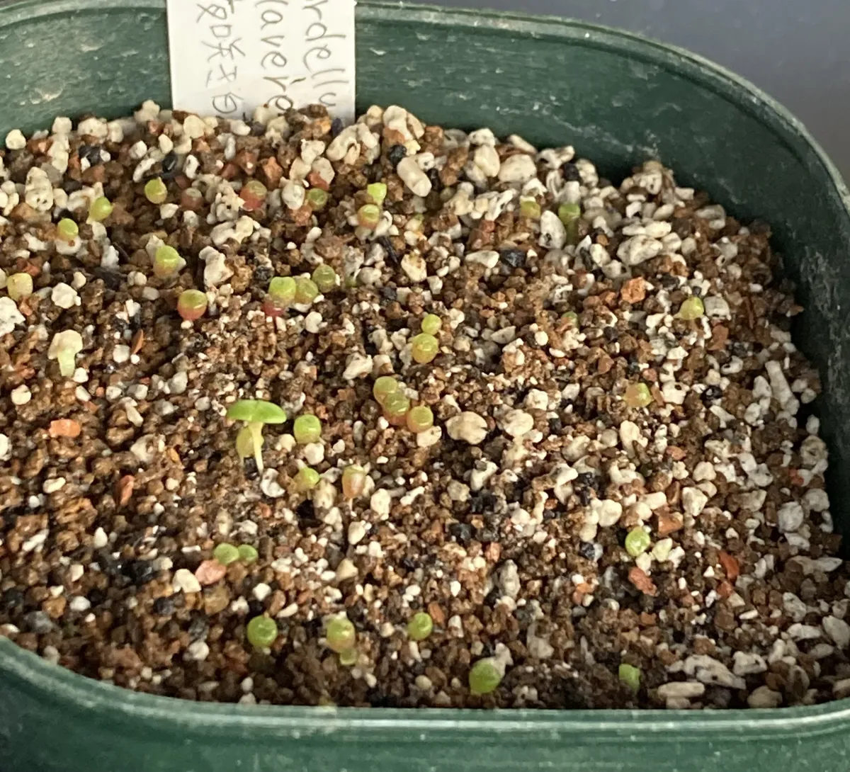 Conophytum obcordellum subsp. obcordellum (コノフィツム クラベレンセ)