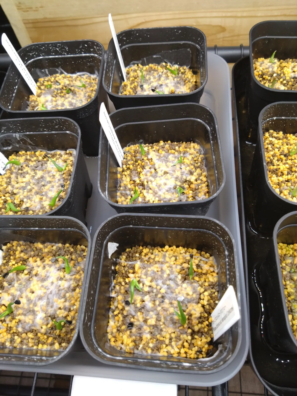 Agave utahensis var. eborispina 'Corkscrew' (アガベ ユタエンシスコークスクリュー)