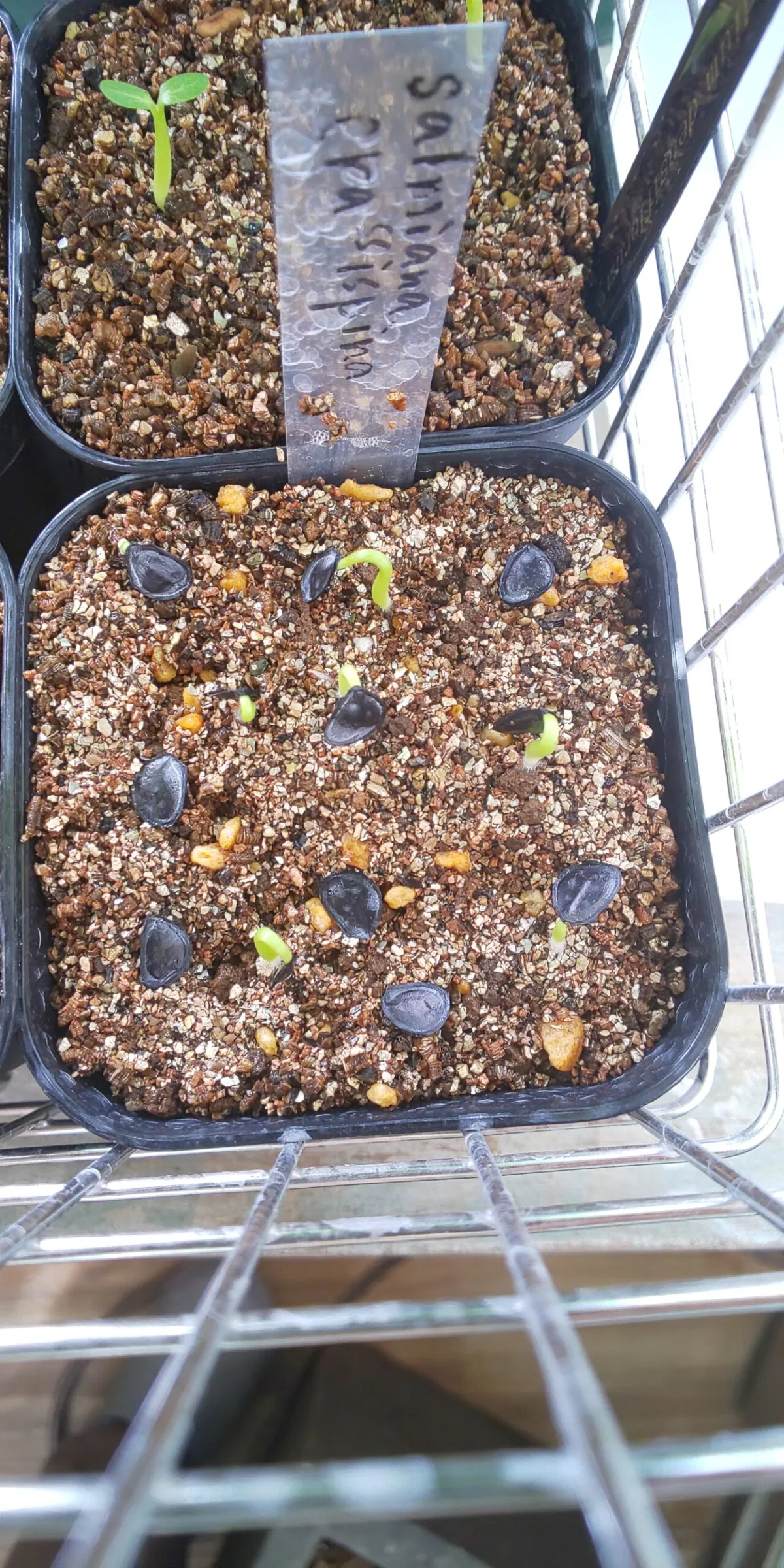 Agave crassispina subsp. crassispina (アガベ サルミアナ クラシスピナ)