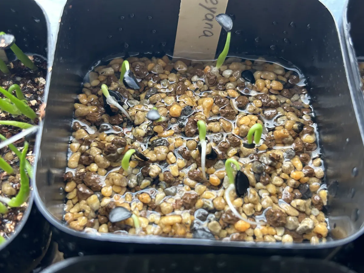 Agave mckelveyana (アガベ マッケルベヤナ)