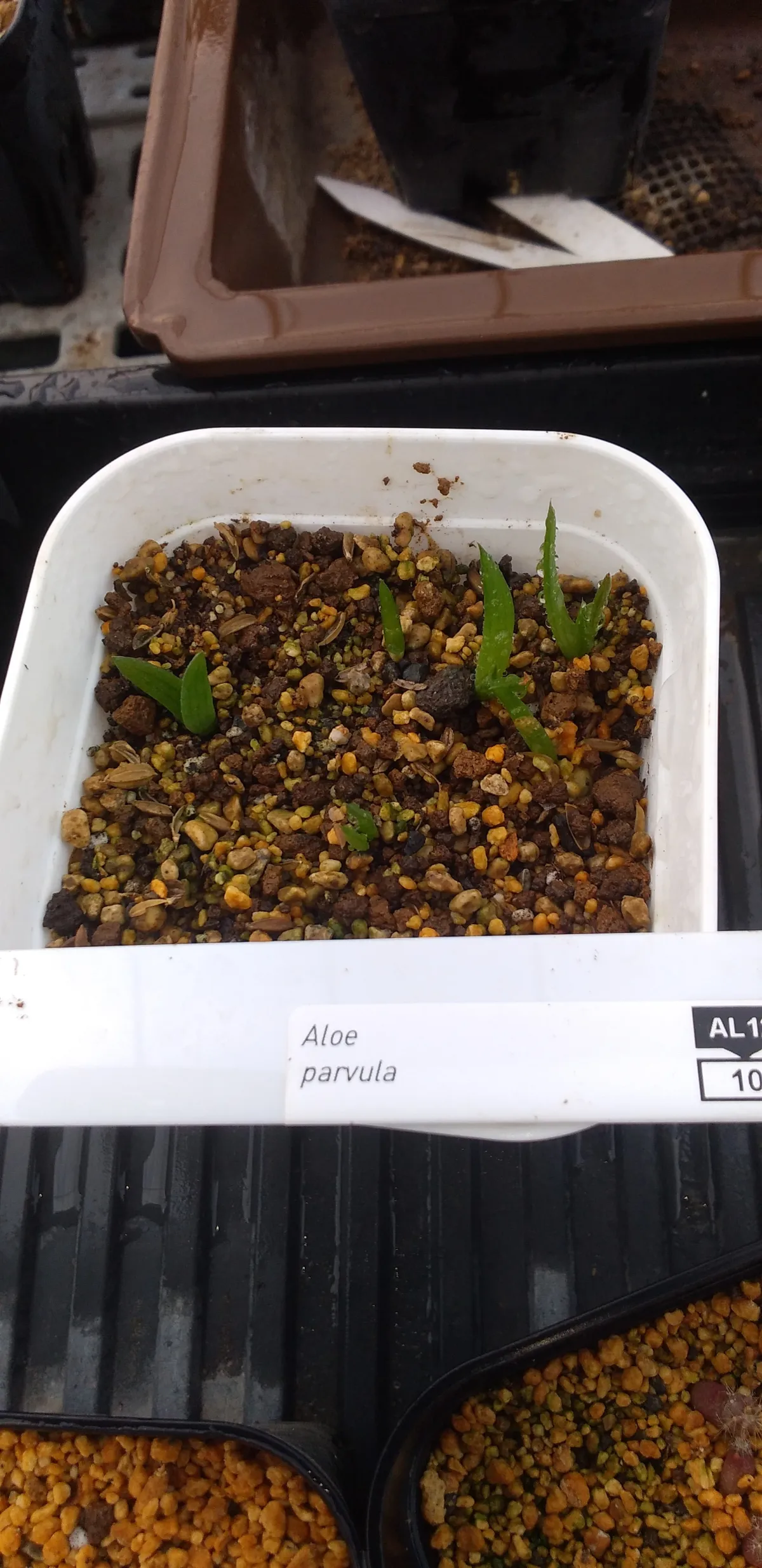 Aloe parvula (アロエ パルブラ 女王錦)