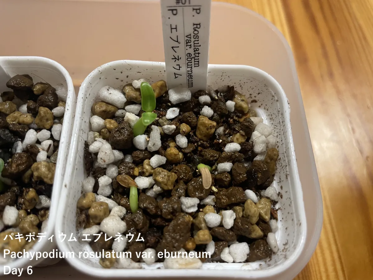 Pachypodium rosulatum var. eburneum (パキポディウム エブレネウム)