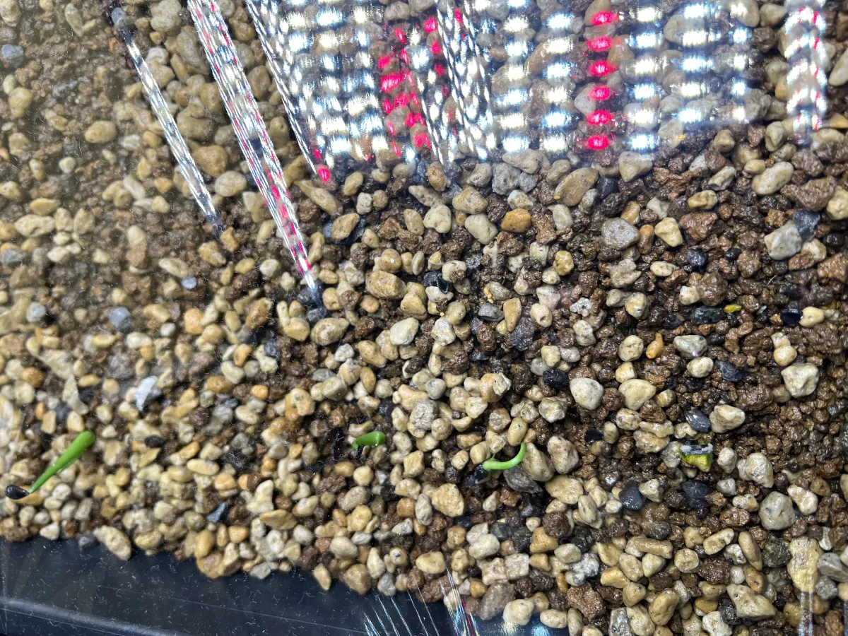 Agave margaritae (アガベ マルガリータ)