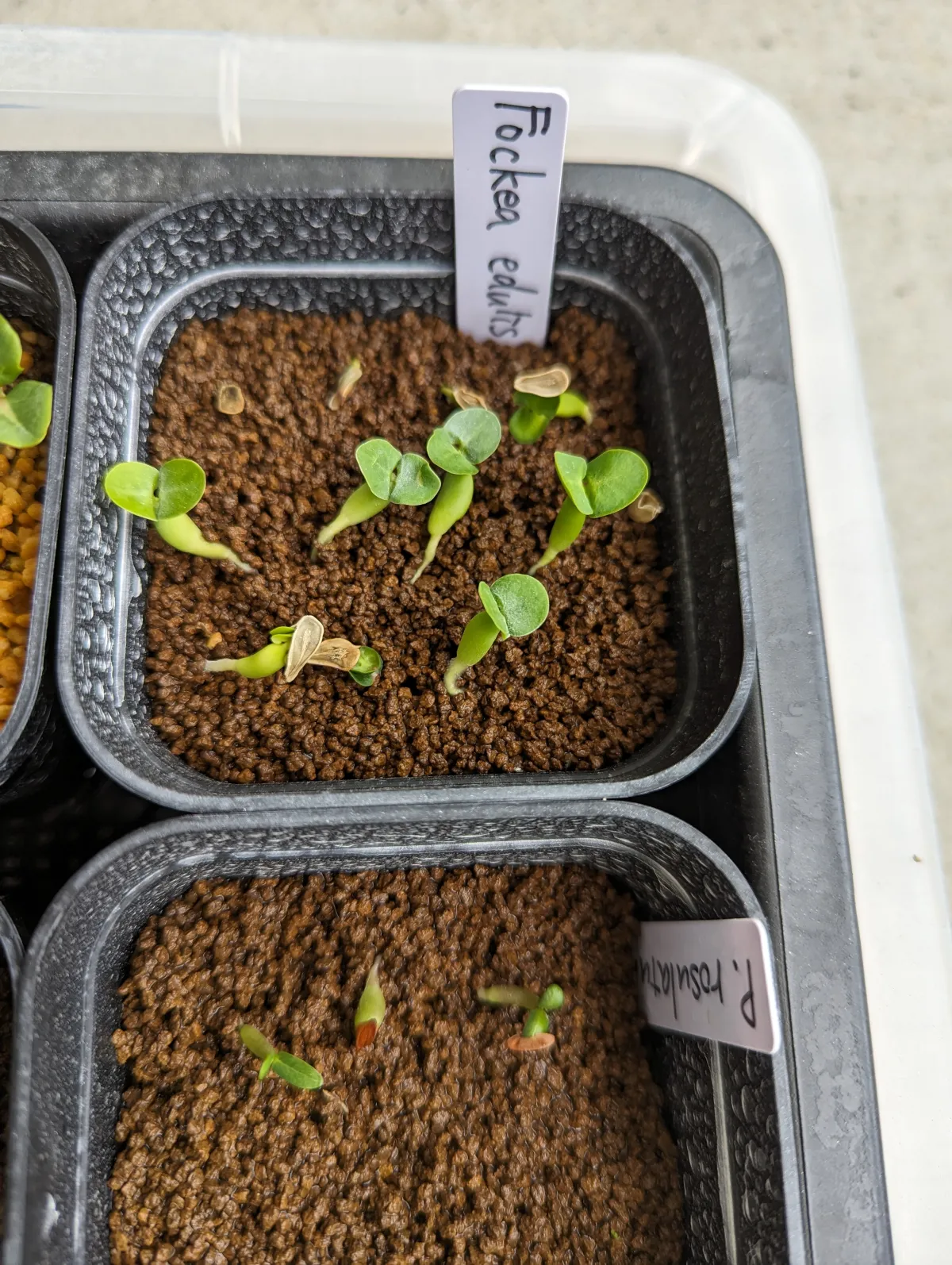 Fockea edulis (フォッケア 火星人)