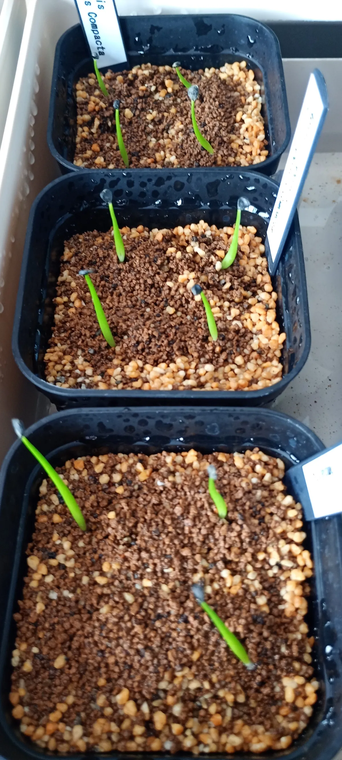 Agave utahensis ssp. utahensis 'Compacta' (アガベ ユタエンシスコンパクタ)