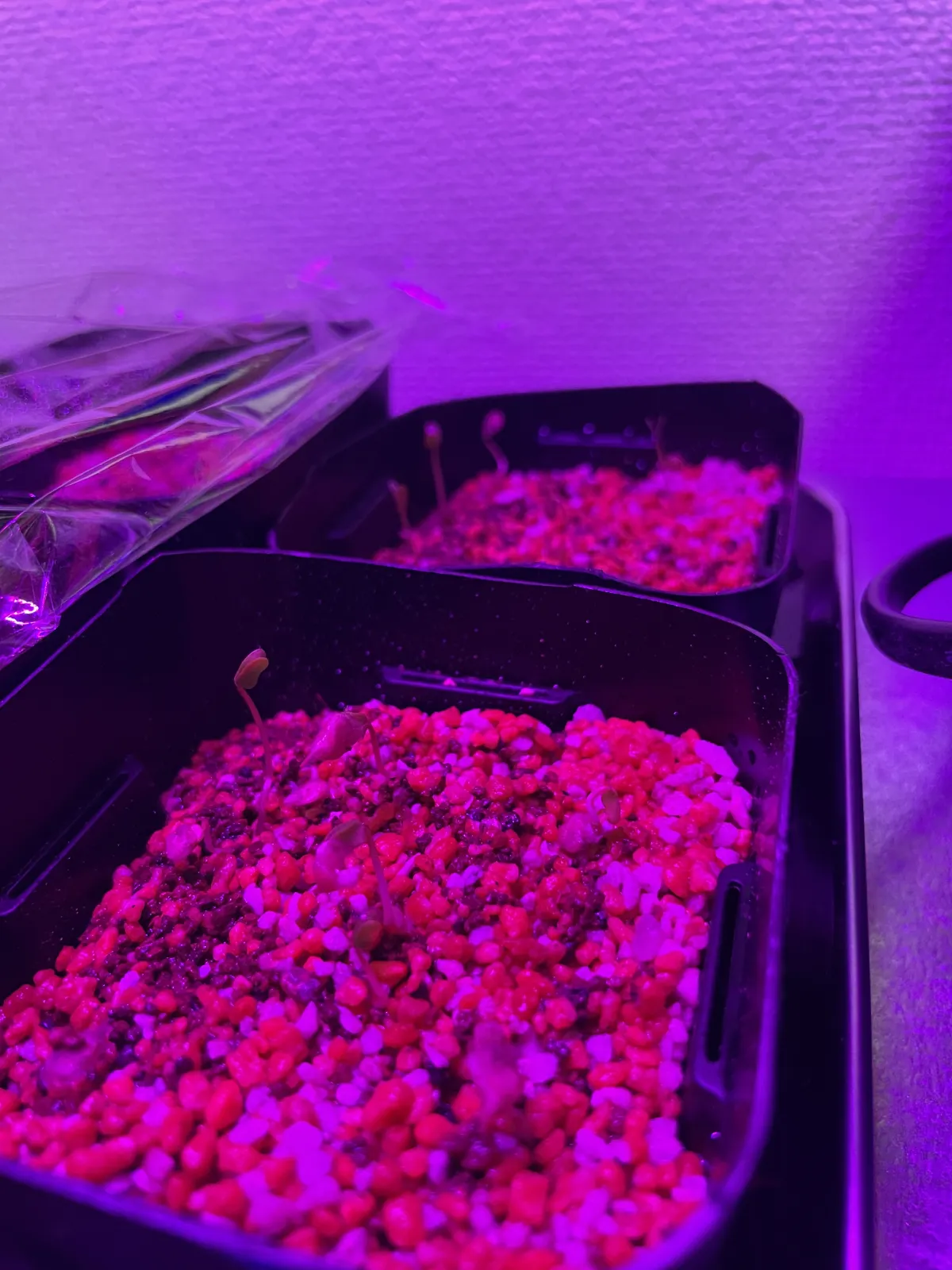 Pachycormus discolor (パキコルムス ディスカラー)