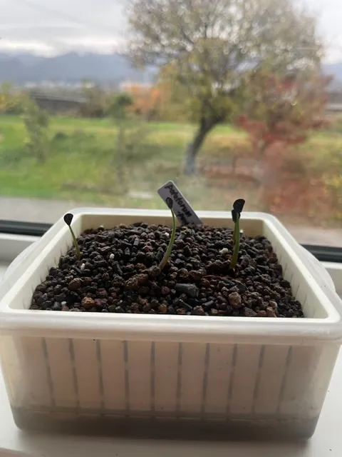 Agave potatorum Purple Haze (アガベ パープルヘイズ)