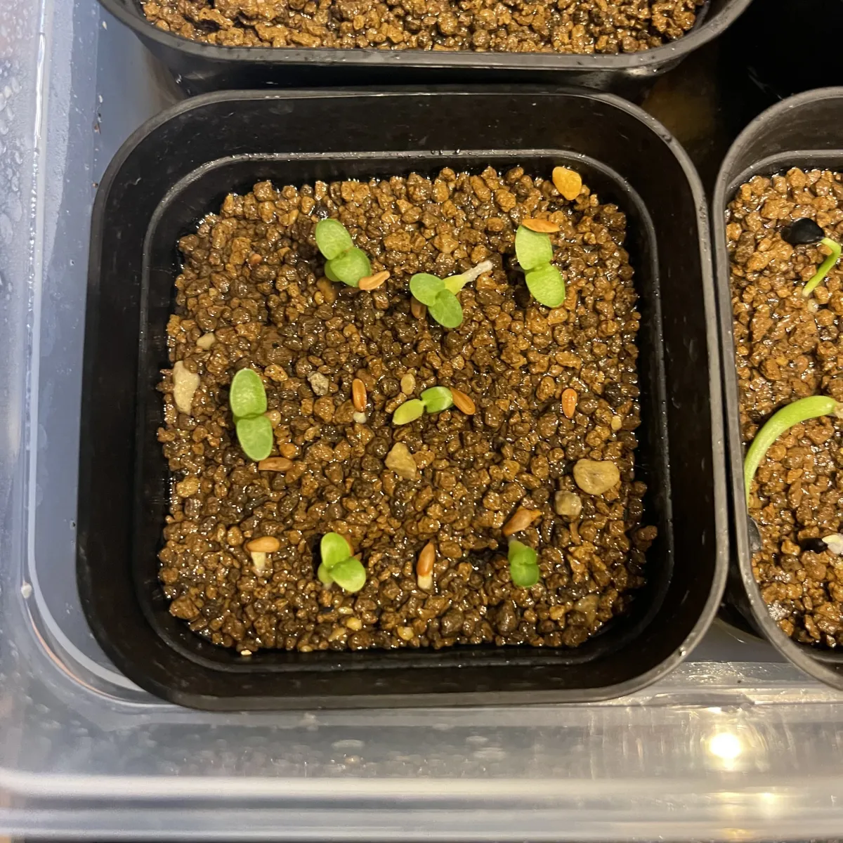 Pachypodium enigmaticum (パキポディウム エニグマチカム)