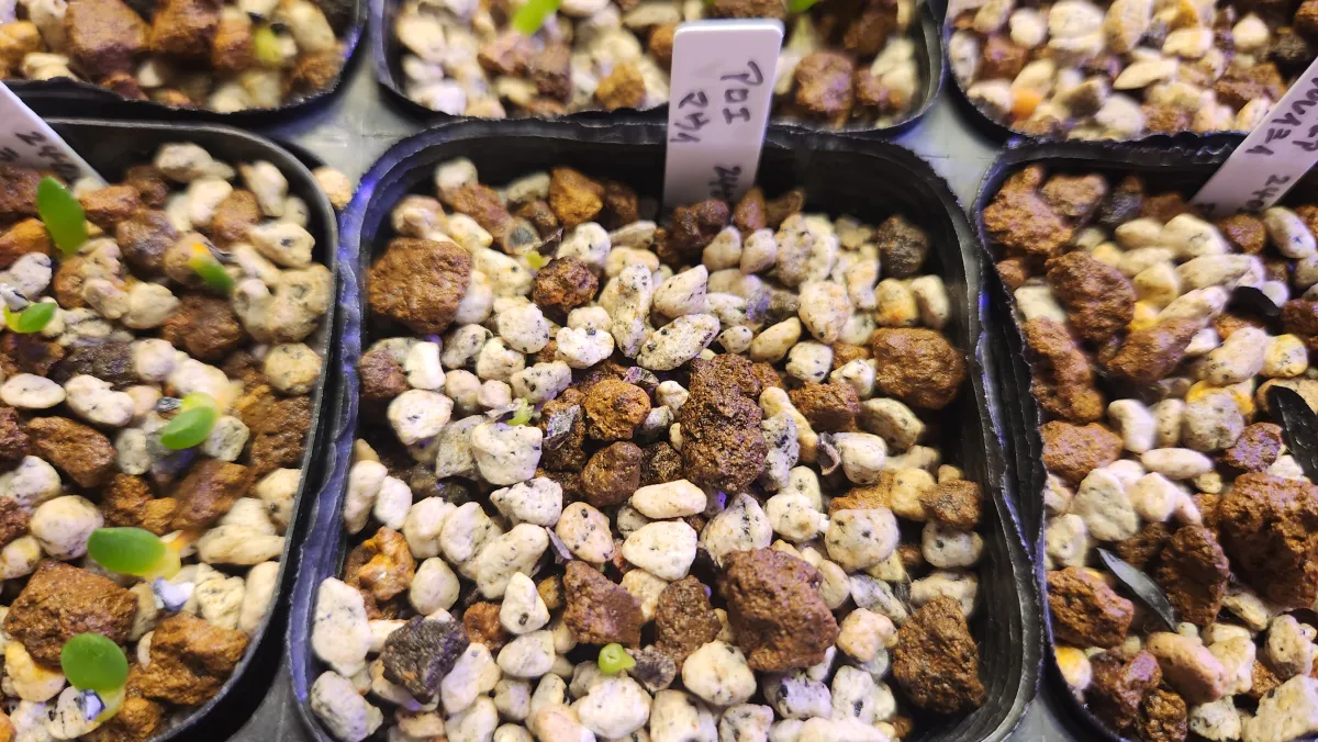 Aloe mawii (アロエ マウィ)