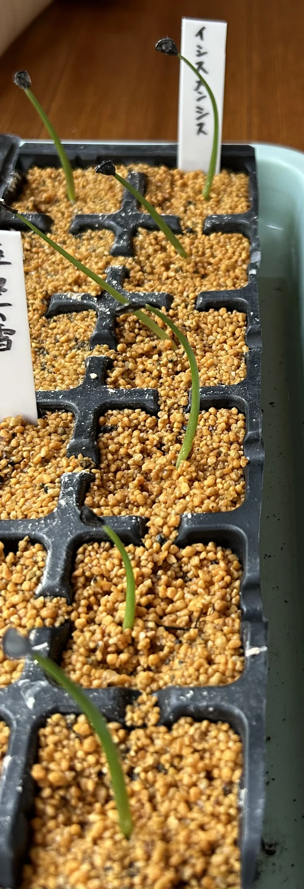 Agave isthmensis (アガベ イシスメンシス)