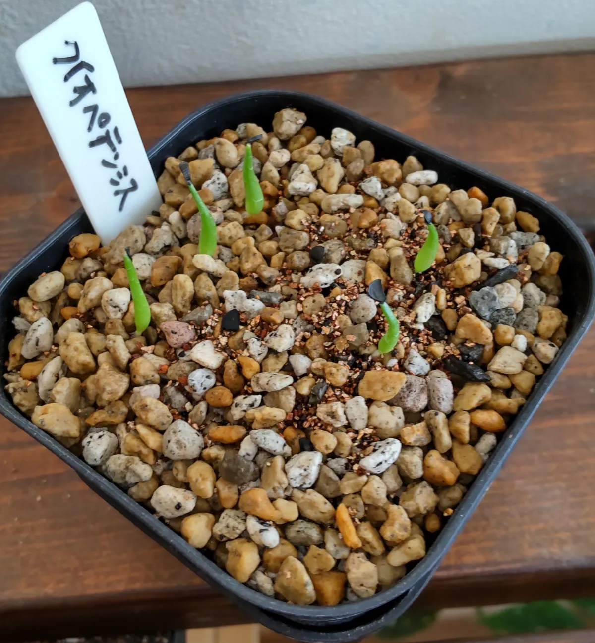 Agave quiotepecensis (アガベ クイオテペセンシス)