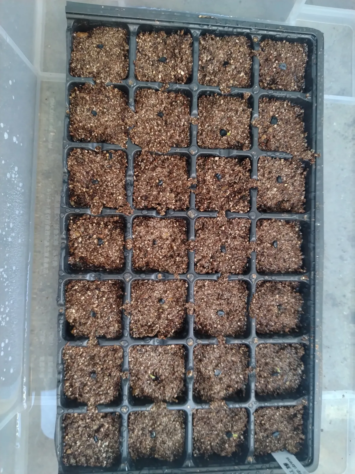 Agave utahensis ssp. utahensis (アガベ ユタエンシス)