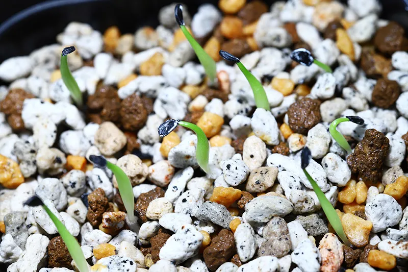 Agave oteroi (アガベ オテロイ)