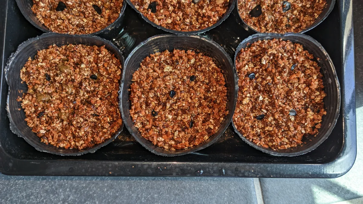 Agave titanota 'Blue' (アガベ チタノタブルー)