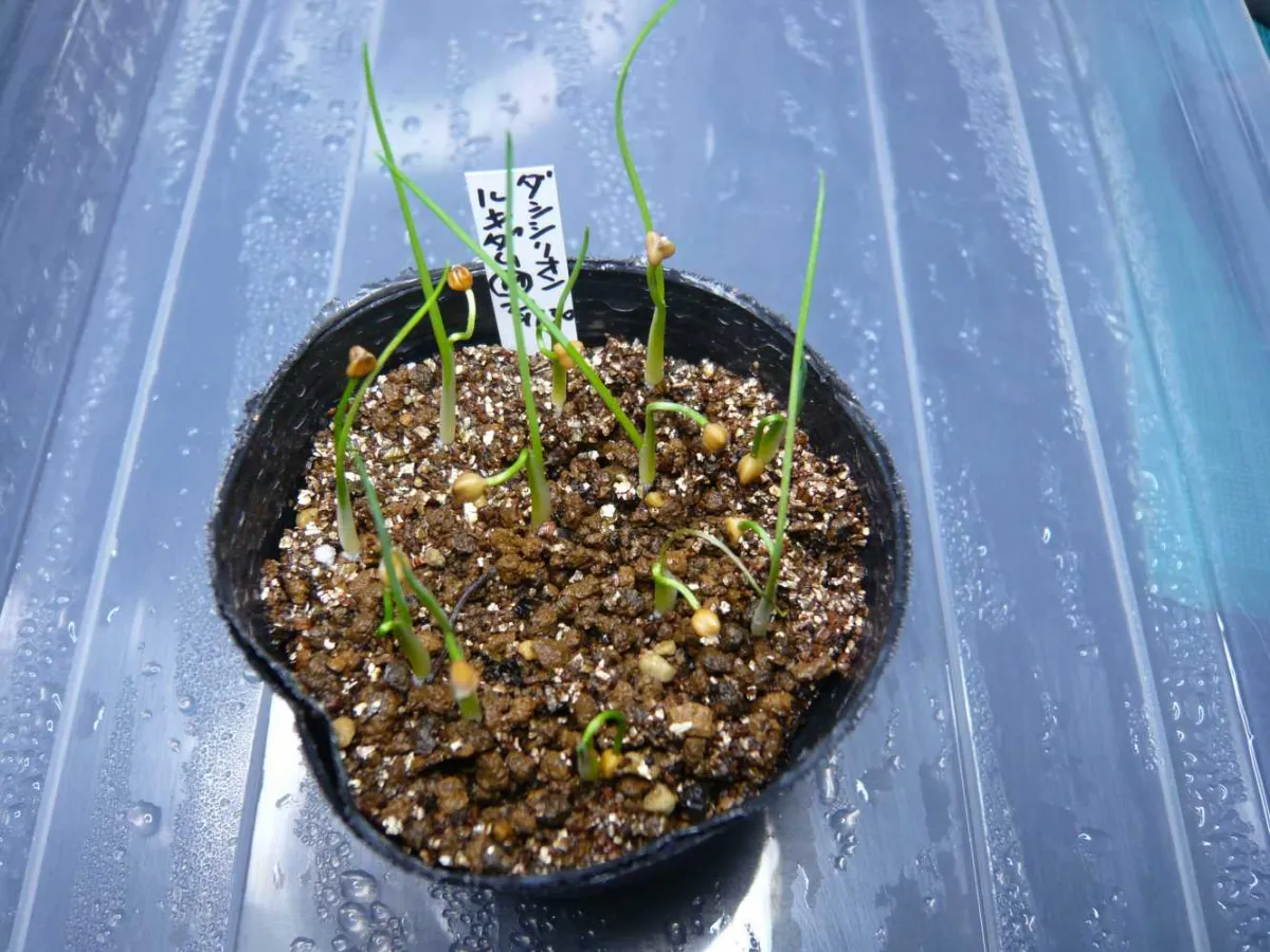 Dasylirion lucidum (ダシリリオン ルキダム)