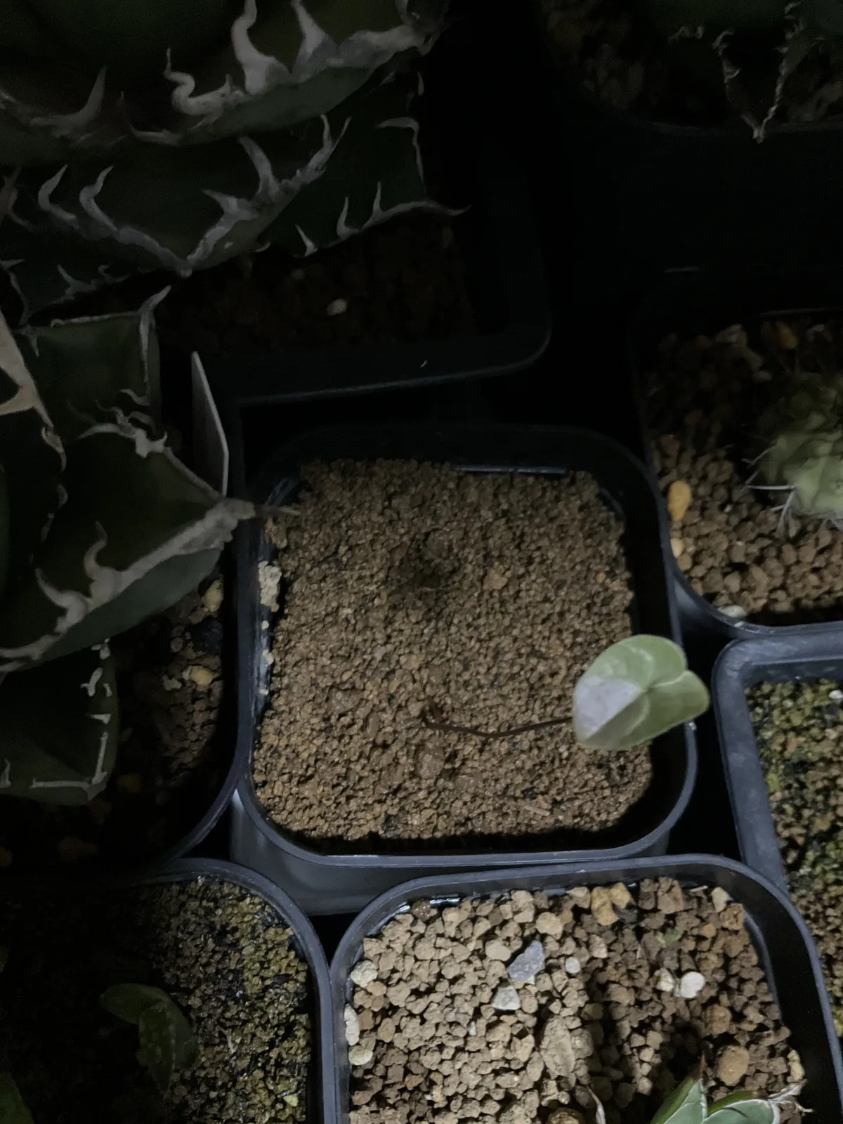 Dioscorea elephantipes (ディオスコレア エレファンティペス セレクション)