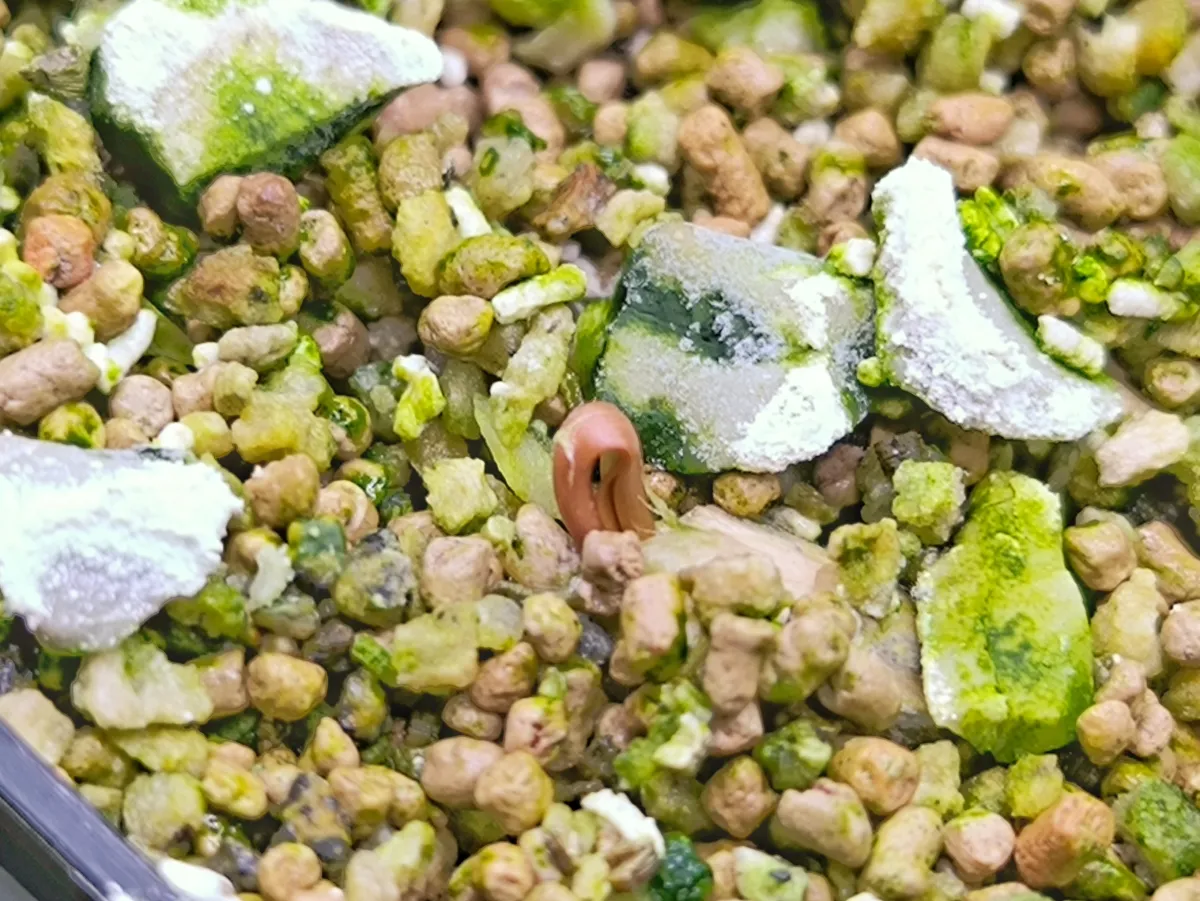 Welwitschia mirabilis (ウェルウィッチア ミラビリス 奇想天外)