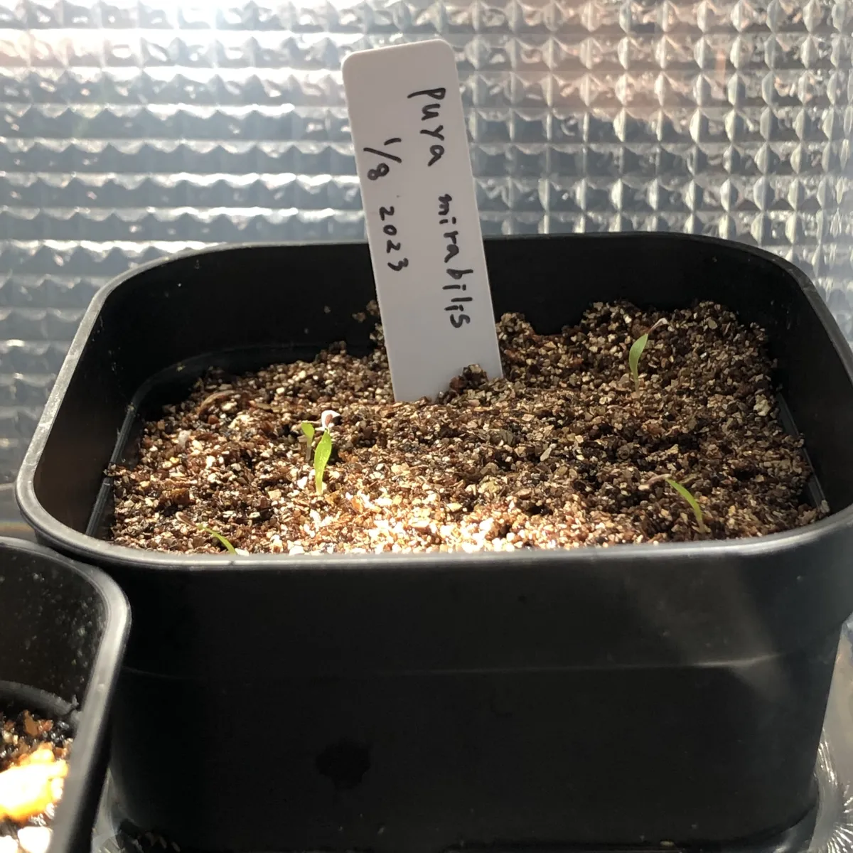 Puya mirabilis (プヤ ミラビリス)