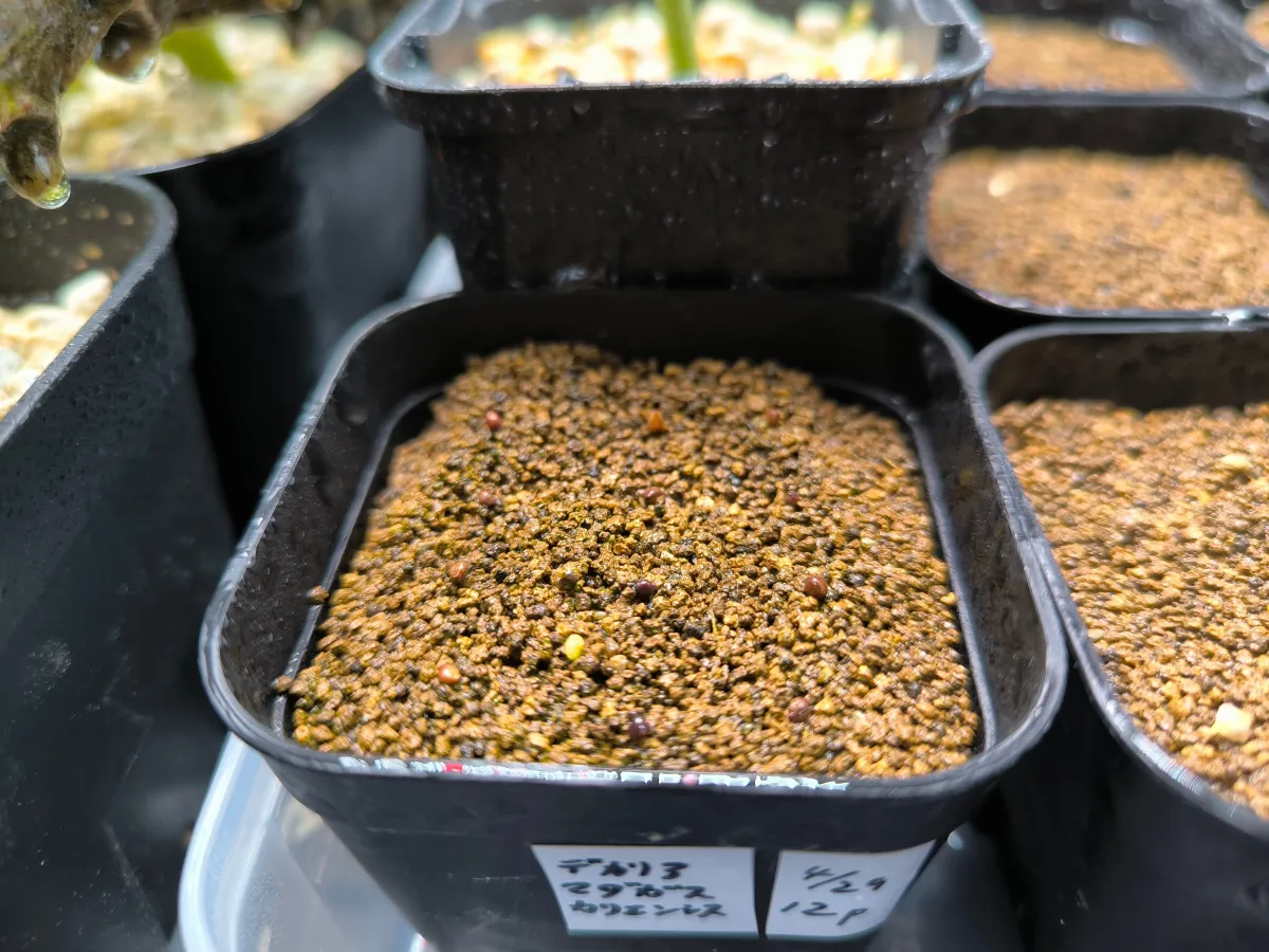 Decarya madagascariensis (デカリア マダガスカリエンシス)