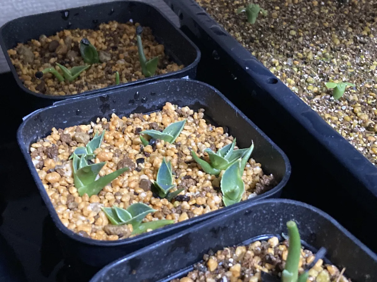 Agave utahensis var. eborispina (アガベ エボリスピナ)