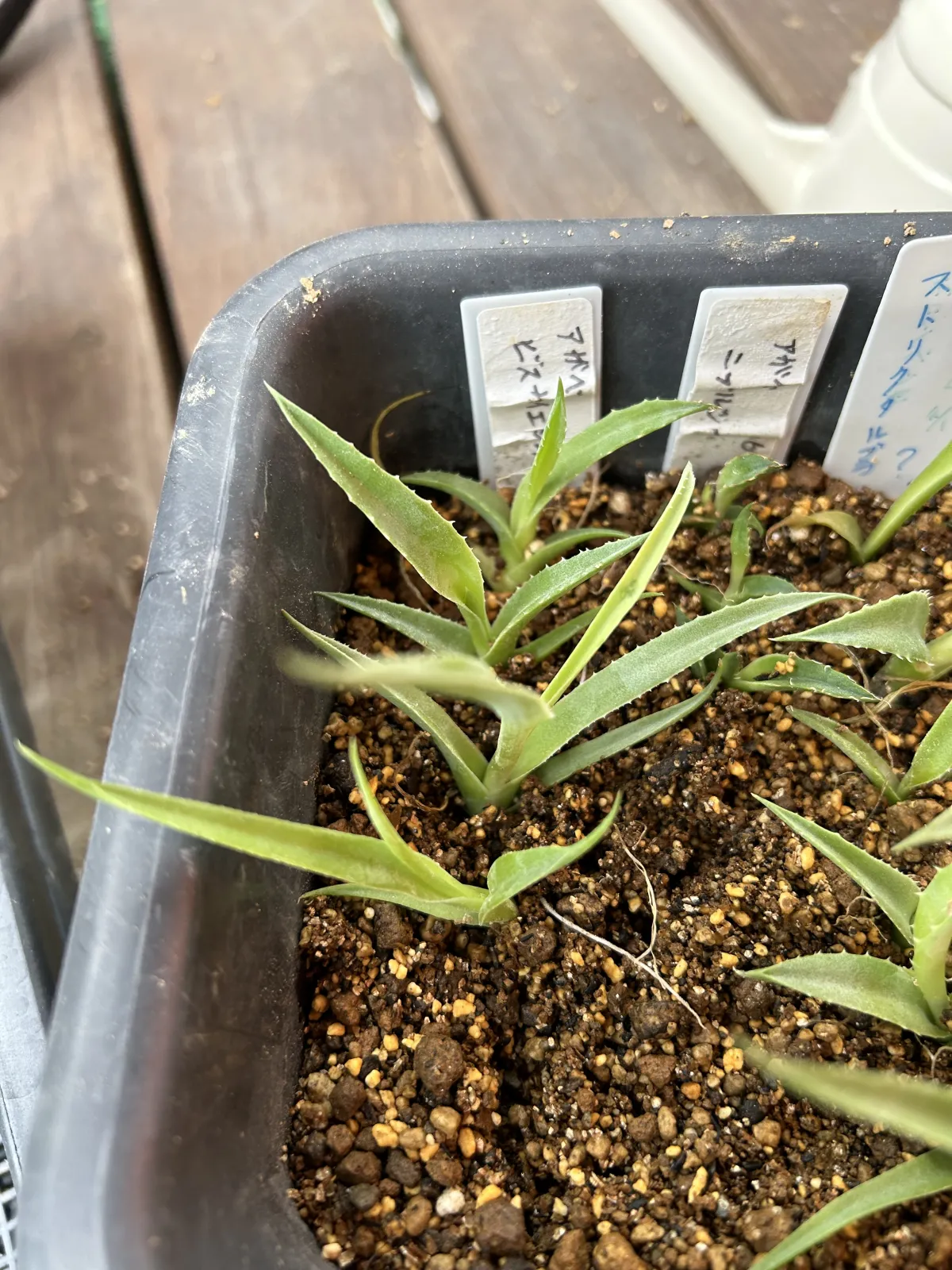 Agave vizcainoensis (アガベ ビスカイノエンシス)