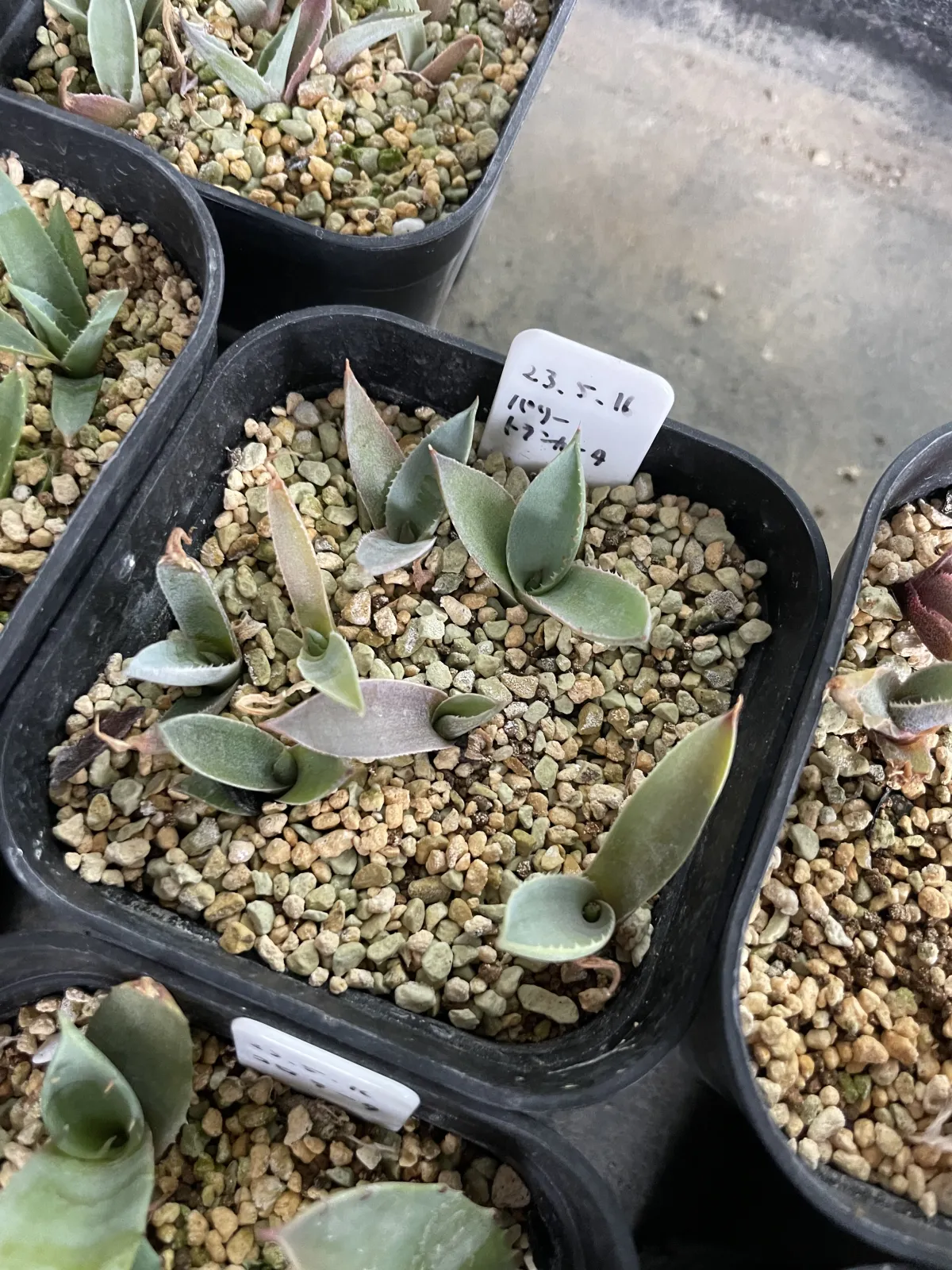 Agave parryi var. truncata (アガベ パリー トランカータ)