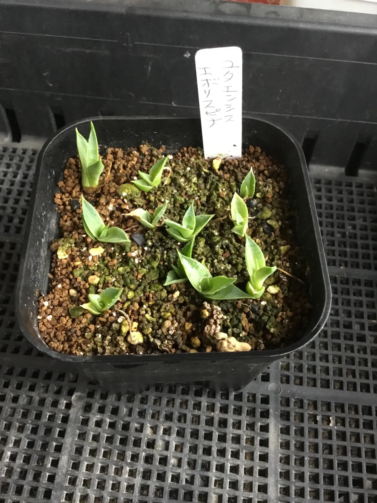 Agave utahensis var. eborispina (アガベ エボリスピナ)