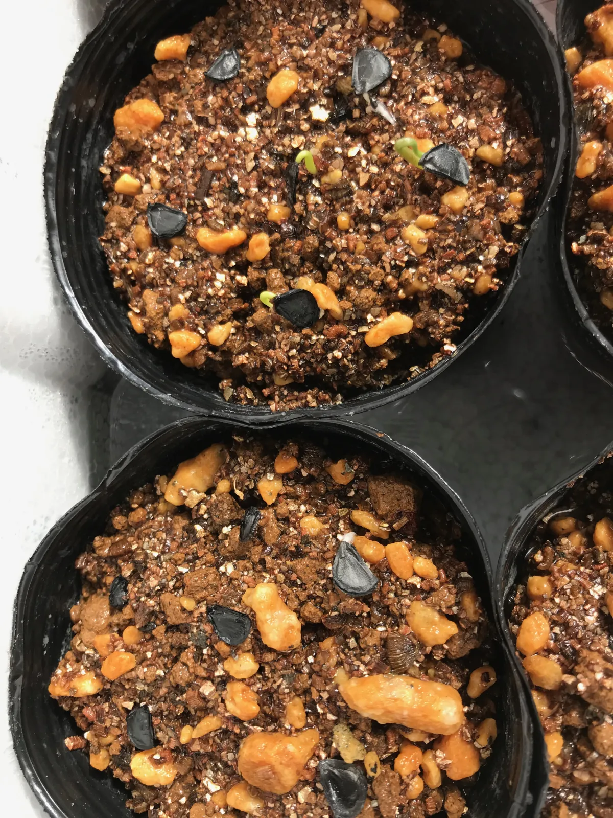 Agave maximiliana (アガベ マキシミリアナ)