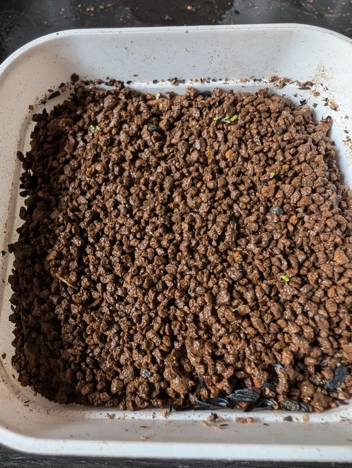 Sinningia werdermannii (シンニンギア ウェルデルマニー)