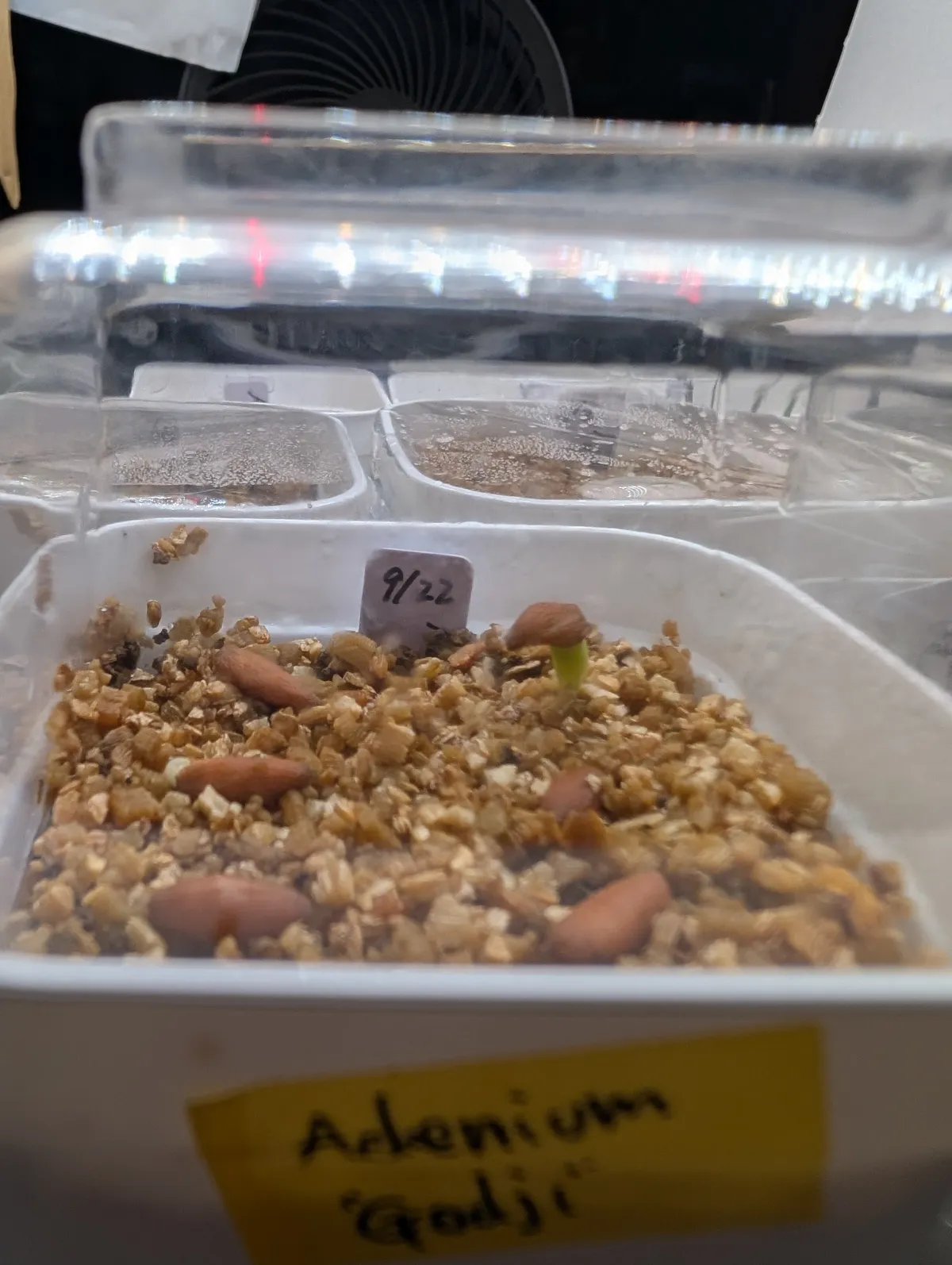 Adenium arabicum (アデニウム ゴッジ)