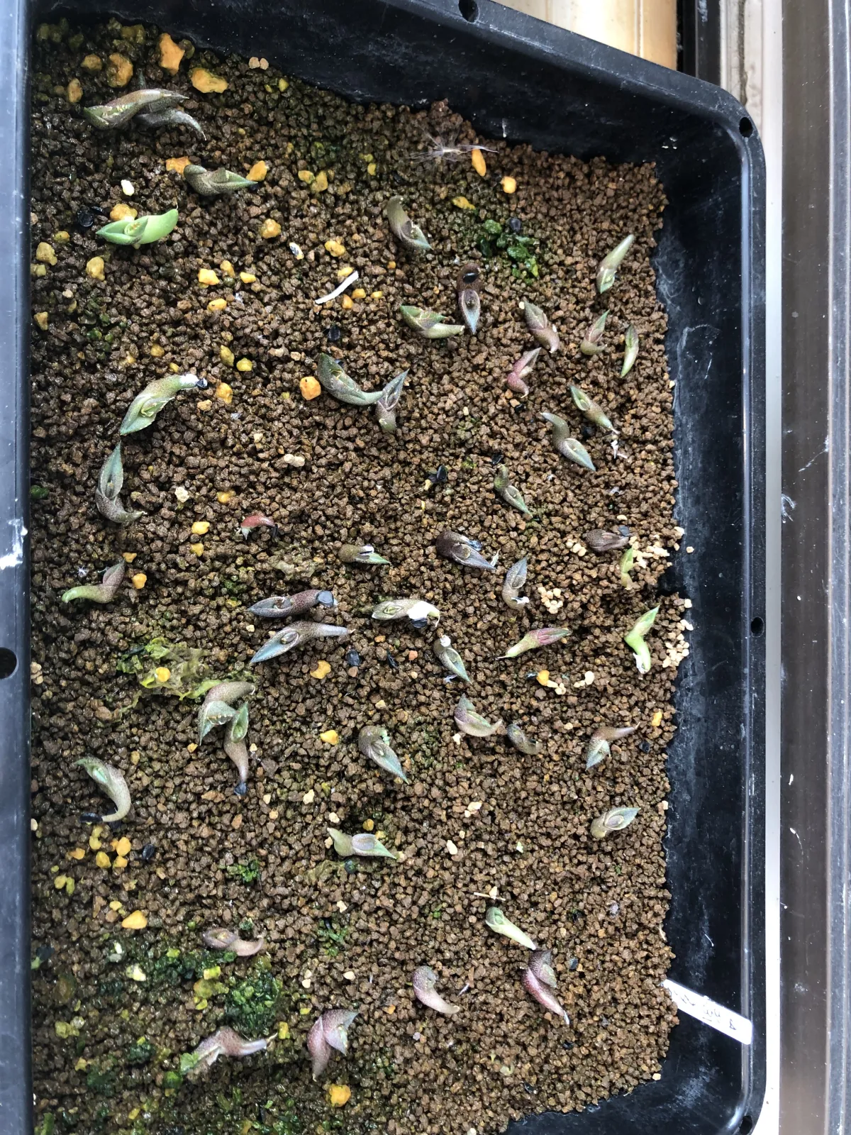 Agave titanota 'Blue' (アガベ チタノタブルー)