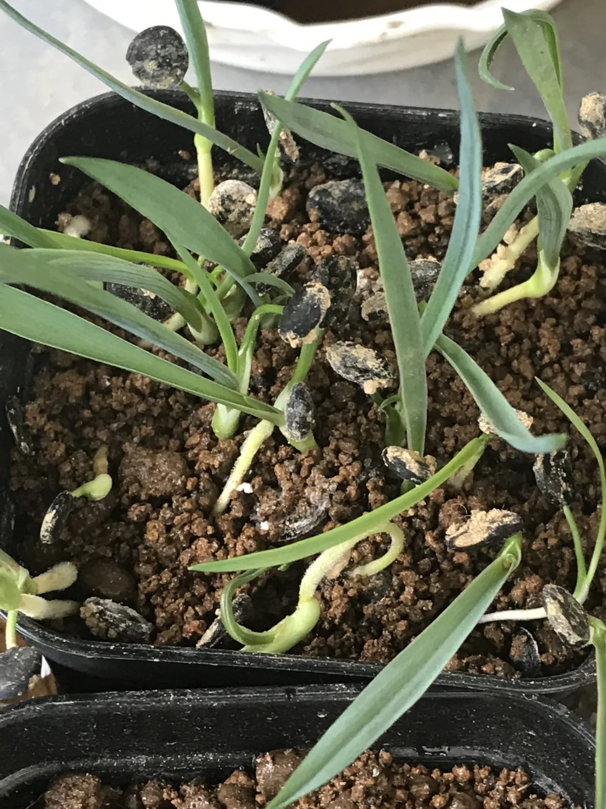 Yucca brevifolia (ユッカ ブレビフォリア)