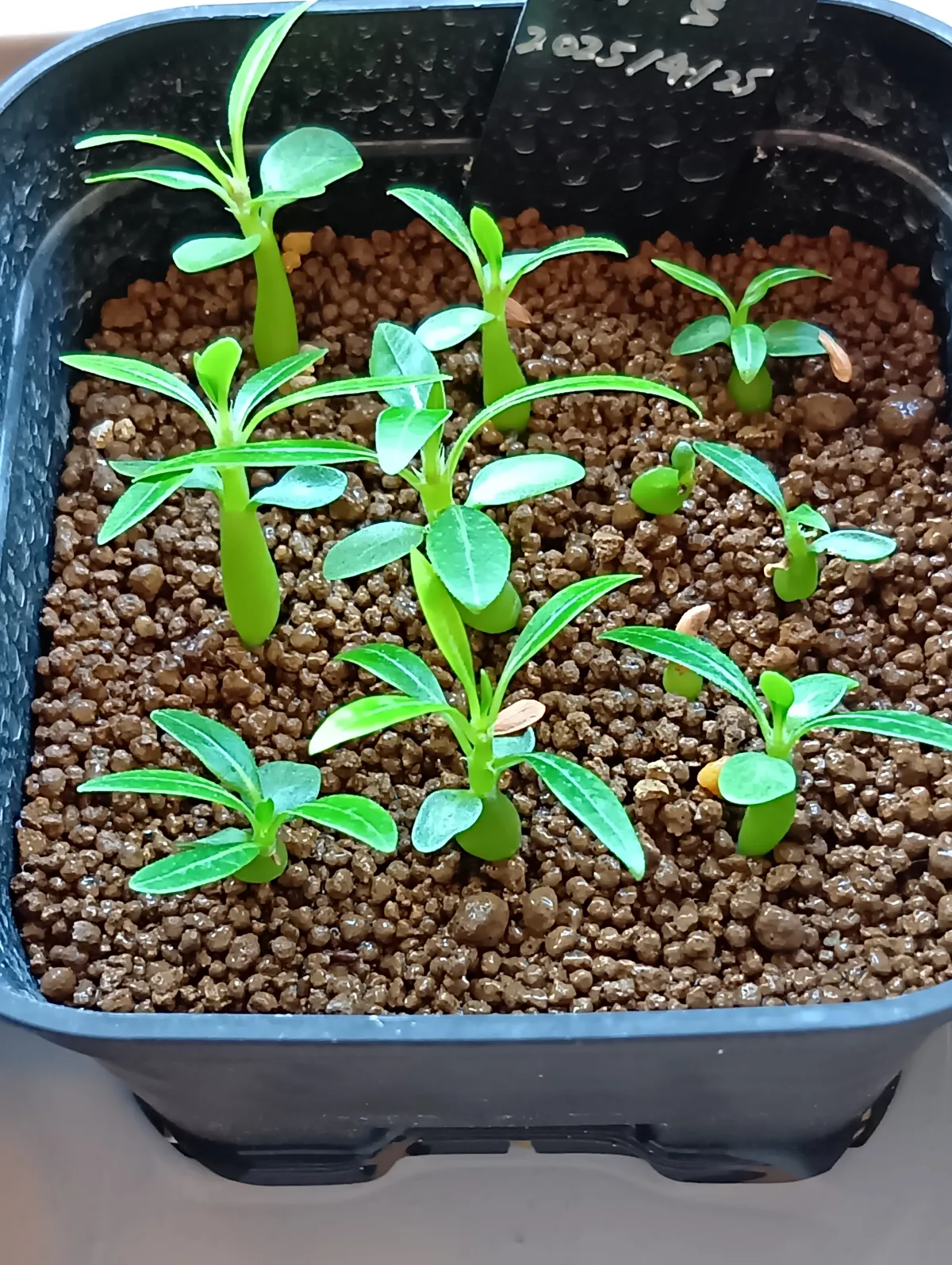 Pachypodium rosulatum var. gracilius (パキポディウム グラキリス)