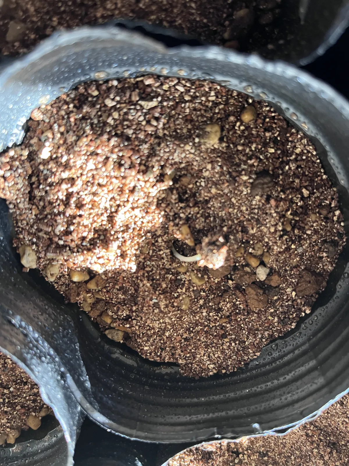 Sabal palmetto 'Lisa' (サバル パルメット 'リサ')