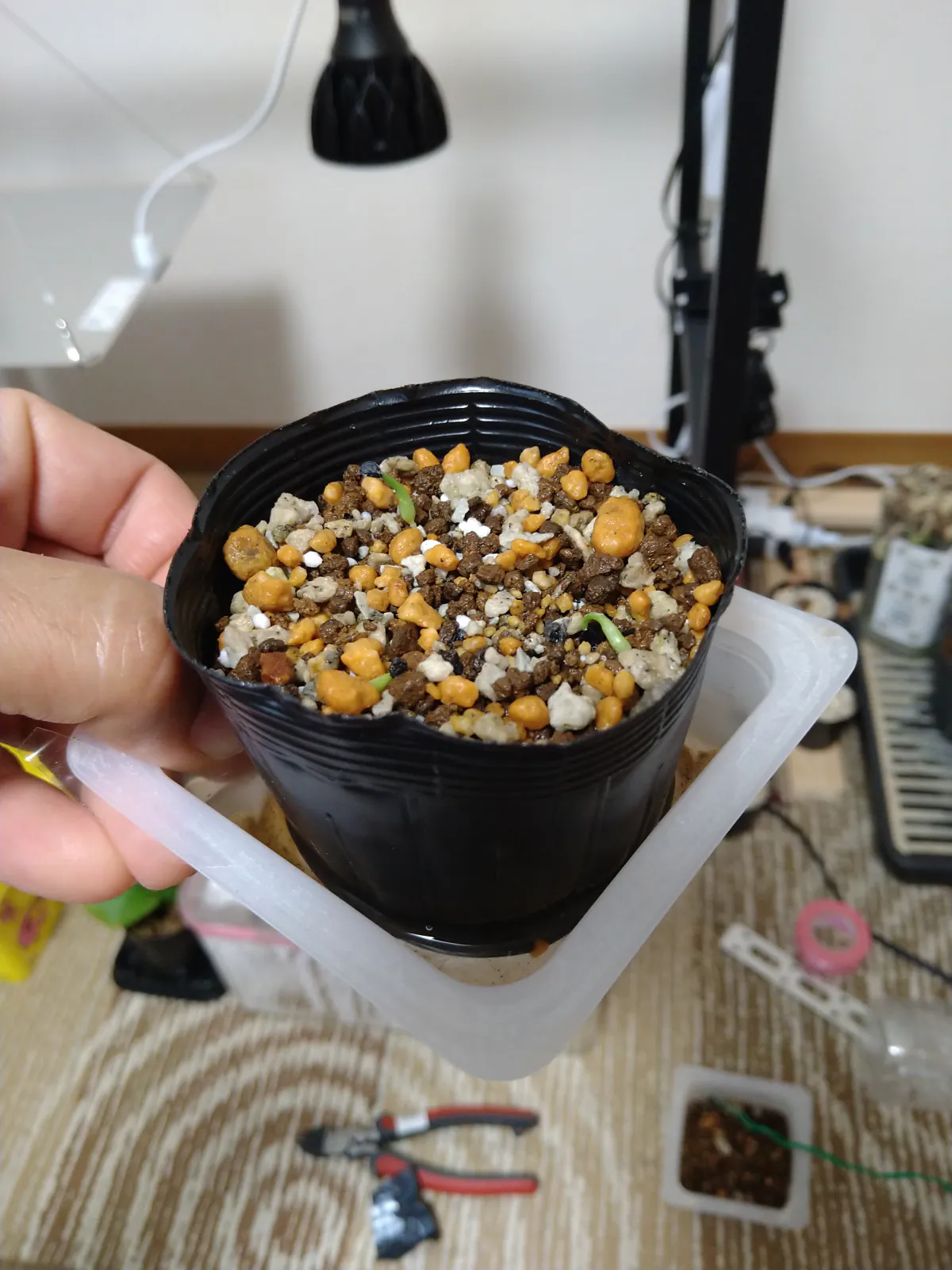 Agave horrida 'Chocolate Thorn' (アガベ ホリダ チョコレートソーン)